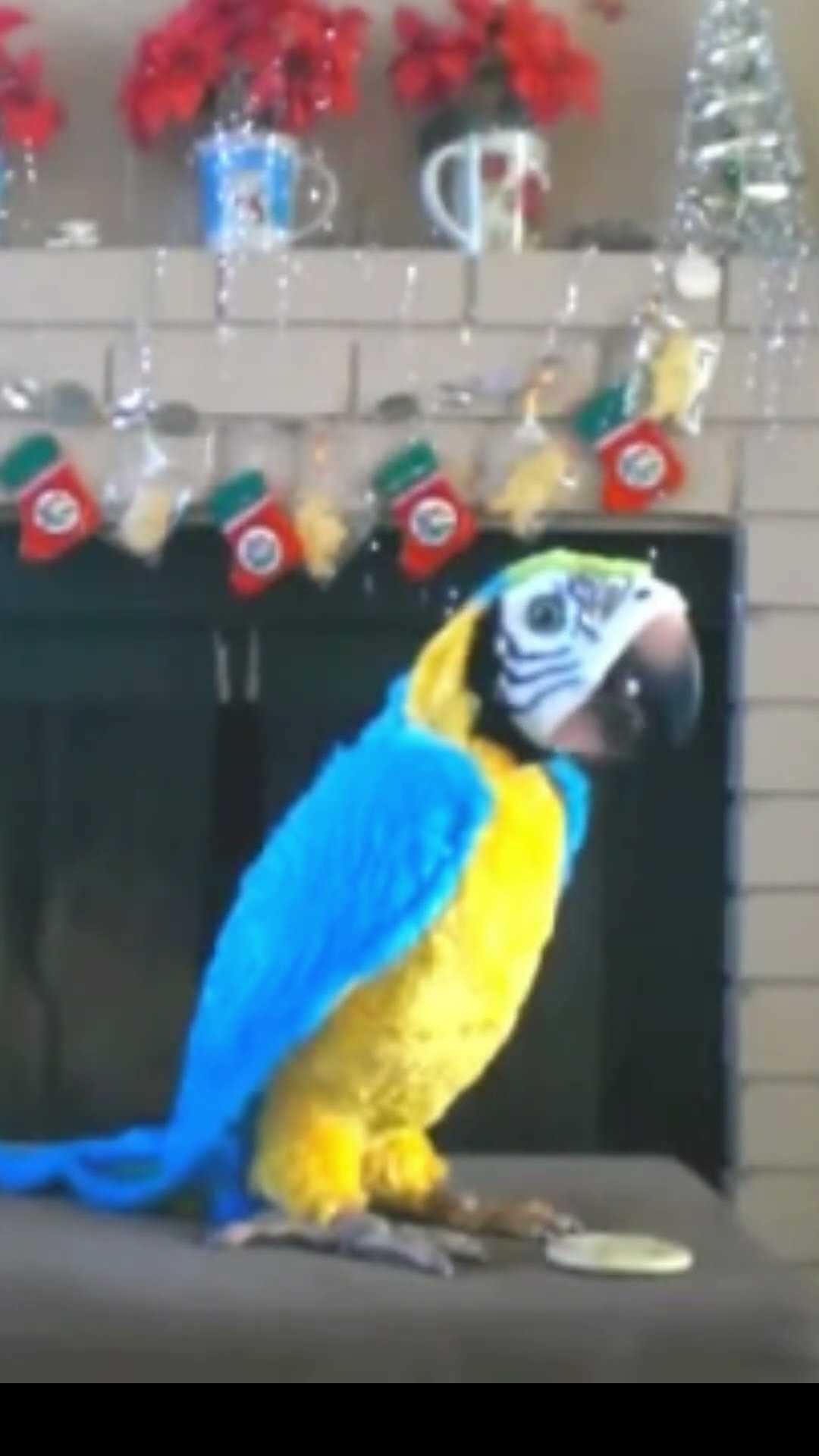 furreal parrot instruction manual