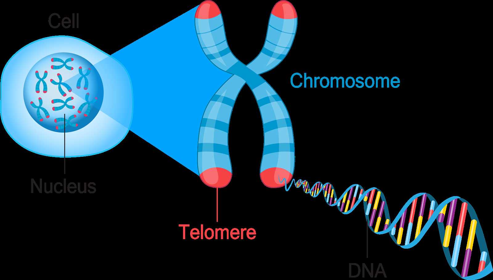 why are genes called instructional manual for your body