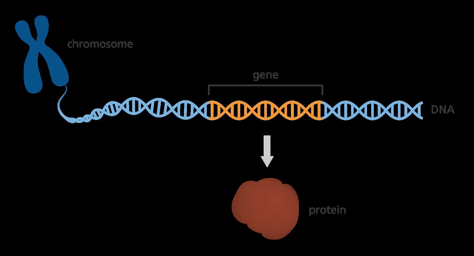 why are genes called instructional manual for your body