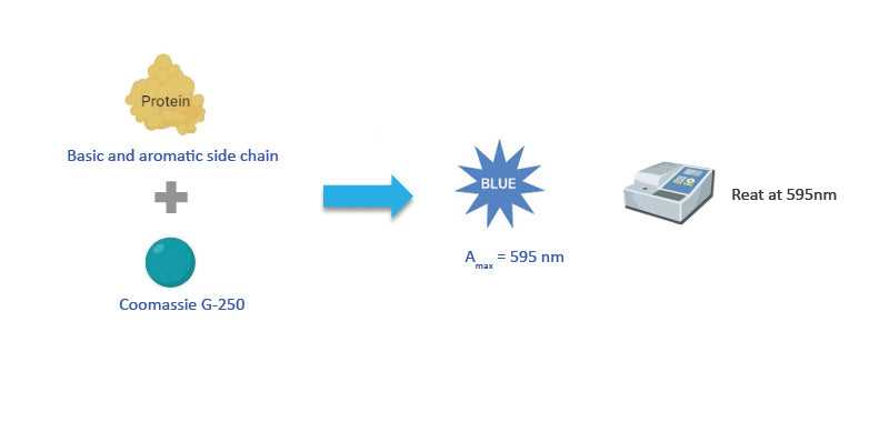 dc protein assay instruction manual