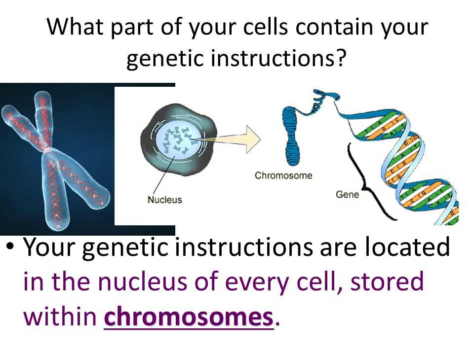 what is included in the genetic instruction manual