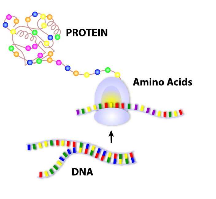 what is included in the genetic instruction manual